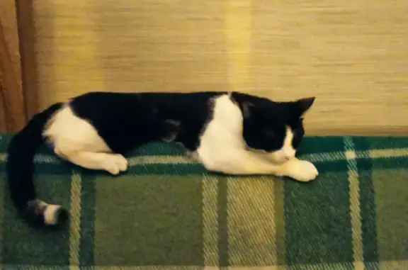 Кошки потеряшки, Казань, фото: Потеряшка кошка на улице Азина, 110 в Казани