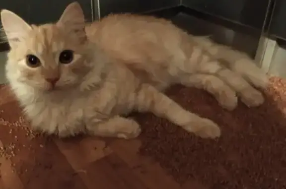 Кошки потеряшки, Санкт-Петербург, фото: Потеряшка рыжий кот на Руставели 52