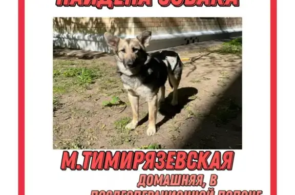 Собака найдена на улице Яблочкова, Москва