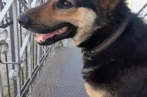 Найдена собака на улице Виктора Гакуна, 20, Калининград