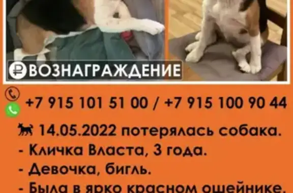 Пропала собака на улице Бориса Пастернака, дом 49, Москва