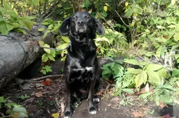 Пропала собака Вольф на пр. 50 лет Октября, 15А, Саранск