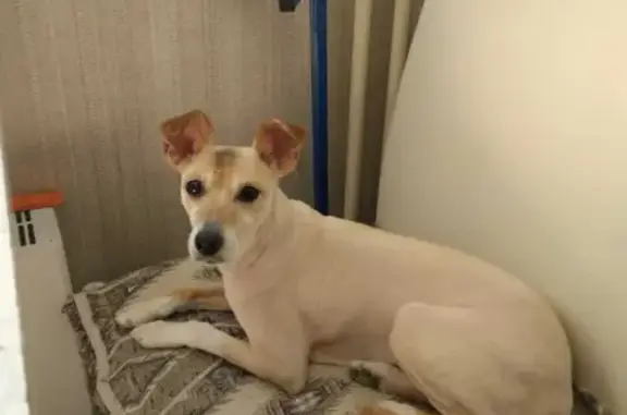 Пропала собака Лися в поселке Лазурном, Челябинская область