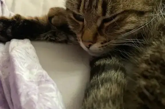 Кошки потеряшки, Ярославль, фото: Потеряшка домашняя кошка на ул. Минина, 22, Ярославль