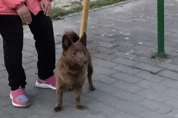 Собака на ул. Кошевого 11 (Калининград)