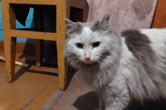 Найдена кошка в Иркутске на ул. Рабочего Штаба, 48