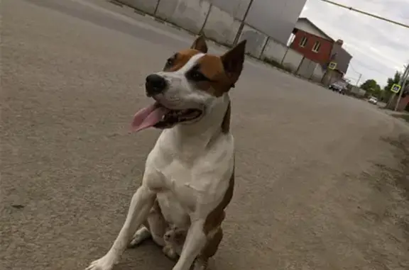 Найдена собака в Саратове без ошейника