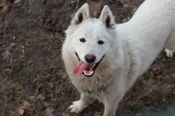 Собаки потеряшки, Томск, фото: Потеряшка собака Белка на ул. Лебедева 11, Томск.