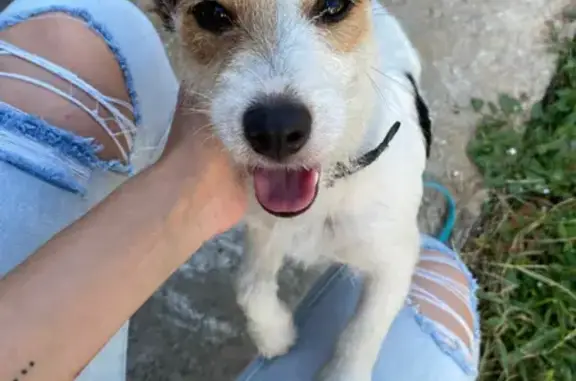 Пропала собака Вивьен на Евдокии Бершанской, Краснодар