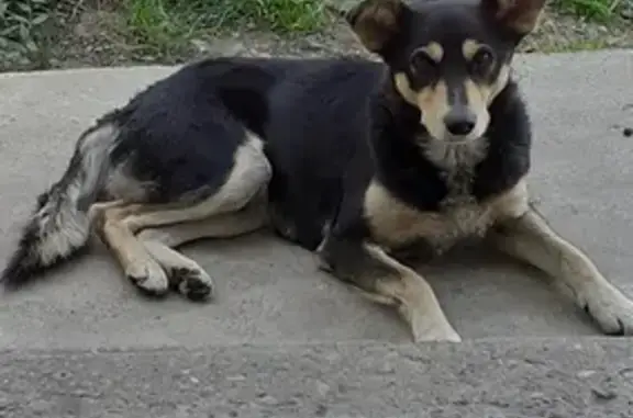 Найдена собака на ул. Промышленная, 24 в Майкопе