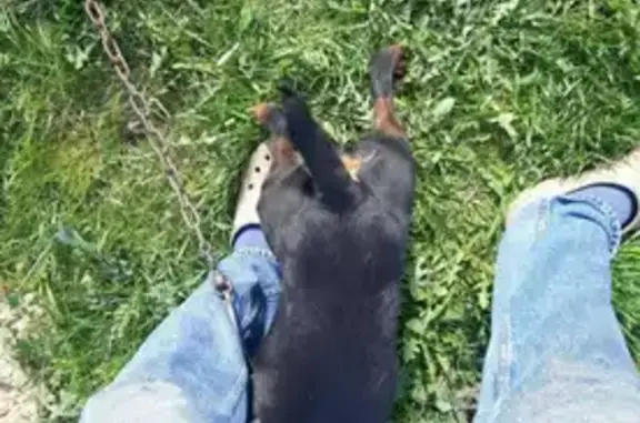 Найдена собака в Данилово, Республика Марий Эл
