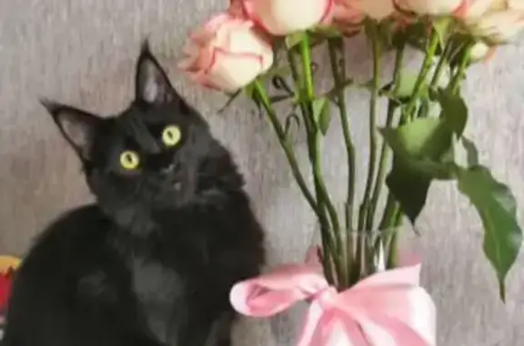 Пропала черная кошка в СНТ 