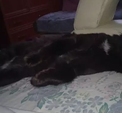 Кошки потеряшки, Новосибирск, фото: Потеряшка кот на улице Богдана Хмельницкого, 107/1, Новосибирск