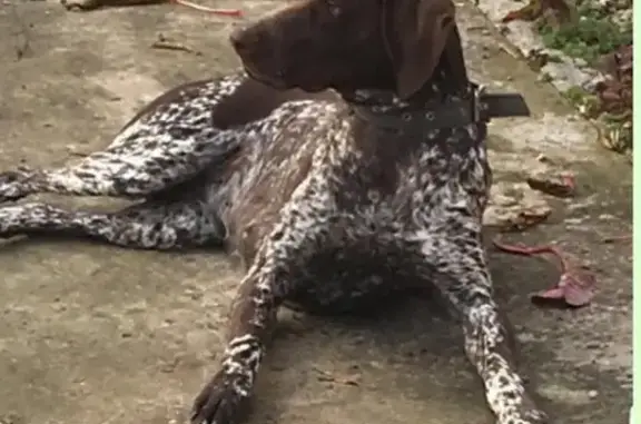 Пропала собака Барышня в Краснодарском крае