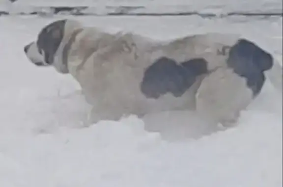Пропала собака Кобель, белый с темными пятнами в Пятигорске