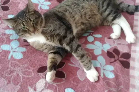 Пропала кошка в Ивановке, Республика Коми