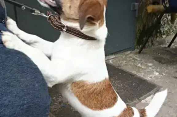 Найденные животные Нижний Новгород, фото: Собака Джек Рассел на улице Адмирала Васюнина, 4/2, НН.