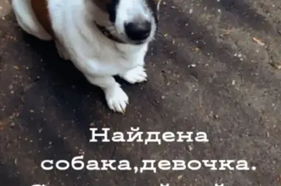 Найдена собака на улице Адмирала Васюнина, Нижний Новгород