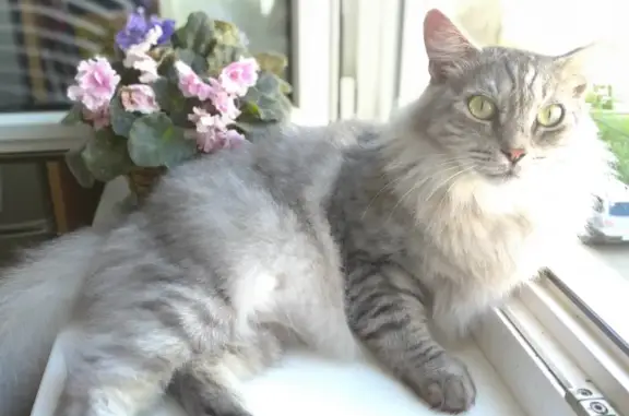 Кошки потеряшки, №10 Уралвагонзавод Кс, фото: Потеряшка кошка на ул. Уралвагонзавод Кс, 14, №10