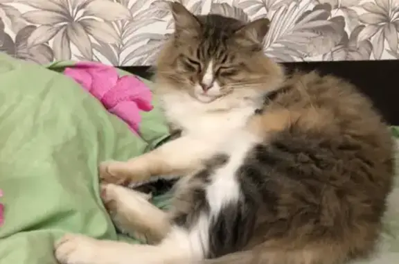 Кошки потеряшки, Набережные Челны, фото: Потеряшка кошка Максик на набережной Саначина 8, Набережные Челны