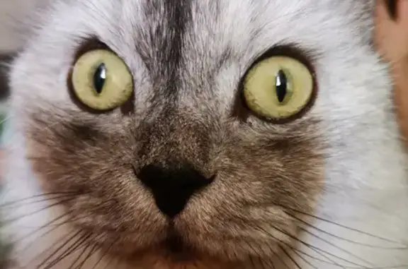 Кошки потеряшки, Новосибирск, фото: Потеряшка кот на улице Зорге, Новосибирск (17.05.22)