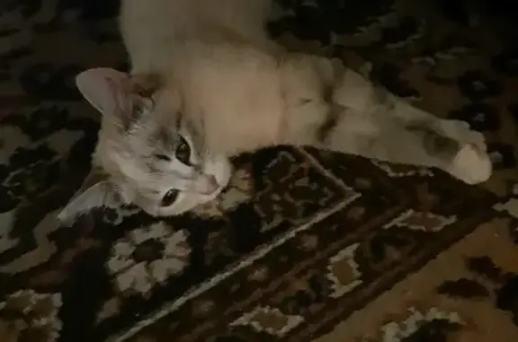 Пропала кошка Хвост в Олимпийском микрорайоне, Саянск