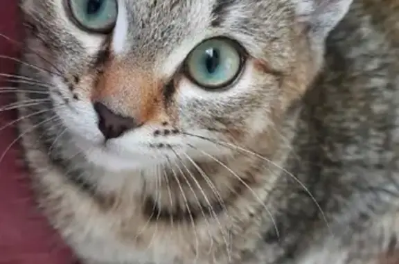 Пропала кошка Ева в Ангарске, 91-й квартал, 14