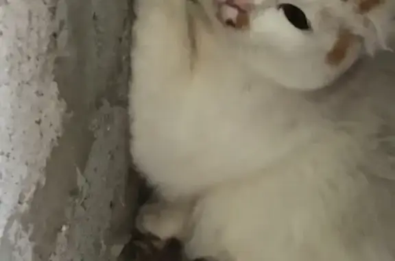 Найдена белая кошка на Абрикосовой, 36, Анапа