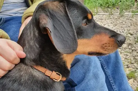 Найдена собака на улице Островского, 102 в Пензе
