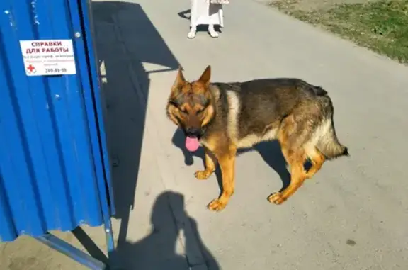 Собака ищет хозяина на ул. Б. Богаткова, Новосибирск