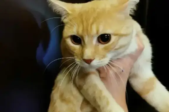 Найден домашний кот на ЦУС МИР, рыже-белого окраса