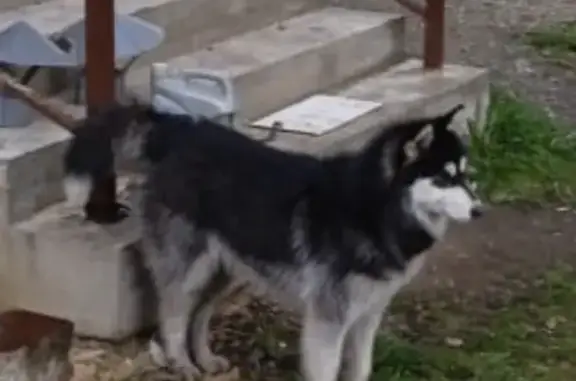 Собака найдена в Ялге, Республика Мордовия