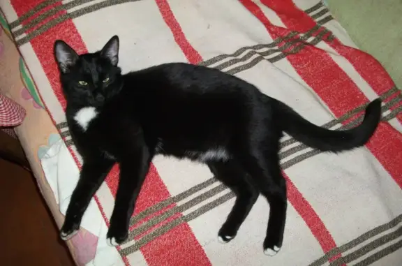 Пропала кошка Кот в Саратове, район 3 Дачной