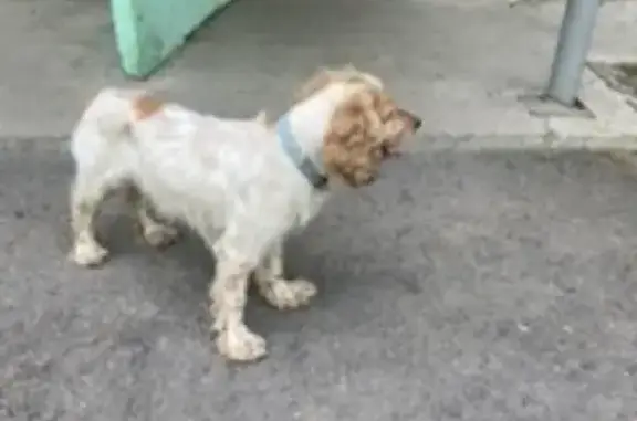 Собака Спаниель найдена на улице Академгородок, 13 в Красноярске