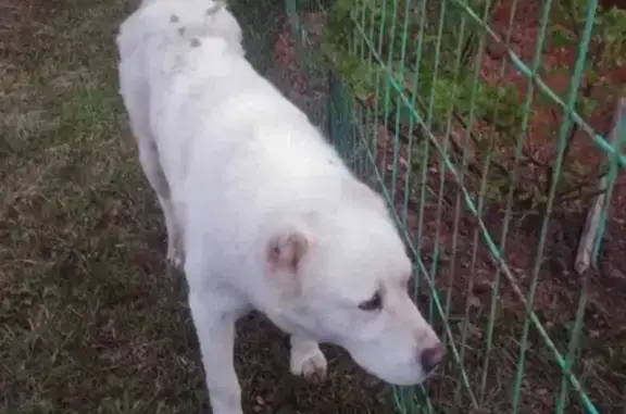Найдена собака породы Алабай в СНТ Колос