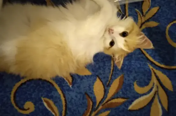 Пропала ласковая кошка в Краснодарском крае
