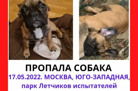 Пропала собака в парке Летчиков-испытателей, Москва