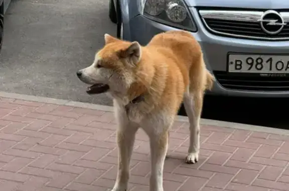 Собака с ошейником на Казбекской, 16 в Краснодаре