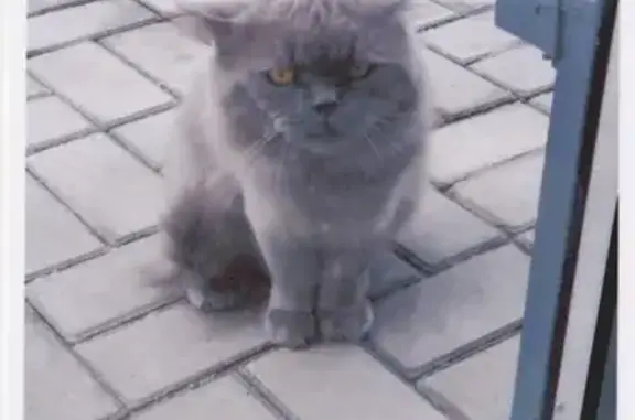 Кошки потеряшки, Набережные Челны, фото: Потеряшка кот в Набережных Челнах на ул. В. Маргелова, 20