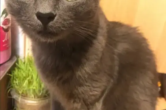 Кошки потеряшки, Санкт-Петербург, фото: Потеряшка кошка Котик на Байконурской улице 15 в Санкт-Петербурге