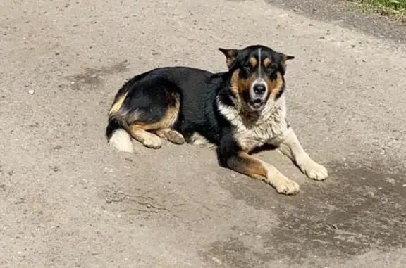 Найдена собака в Роднике СНТ, Московская область
