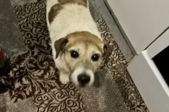 Собака найдена в Лунёво, Московская область