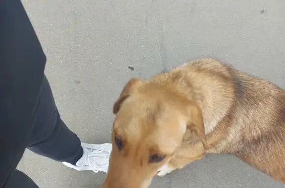 Потерянная рыжая собака у метро Каширская, адрес: Каширское шоссе, 28а
