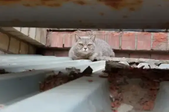 Пропала кошка на улице Космонавтов, 19