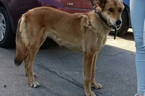 Найденные животные Нижний Новгород, фото: Найдена собака на ул. Норвежская, 11