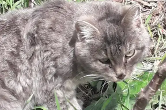 Потерянный котик на улице Луначарского, 118, Торжок