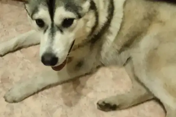 Найдена собака в Красноперекопском районе, адрес: Большая Донская улица, 15