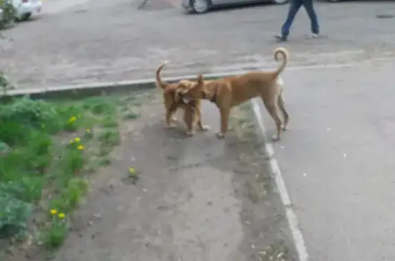 Собака гуляет по Медицинскому переулку, 17-23 в Красноярске.