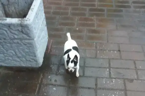 Собака без ошейника найдена на МКАД 2, Москва.