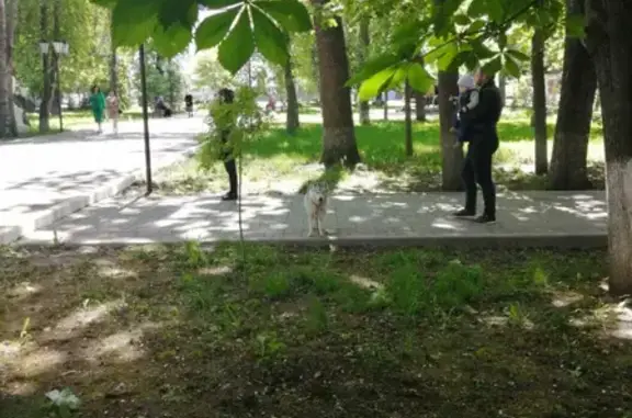 Найдена собака Хаски на Никитинской, Воронеж